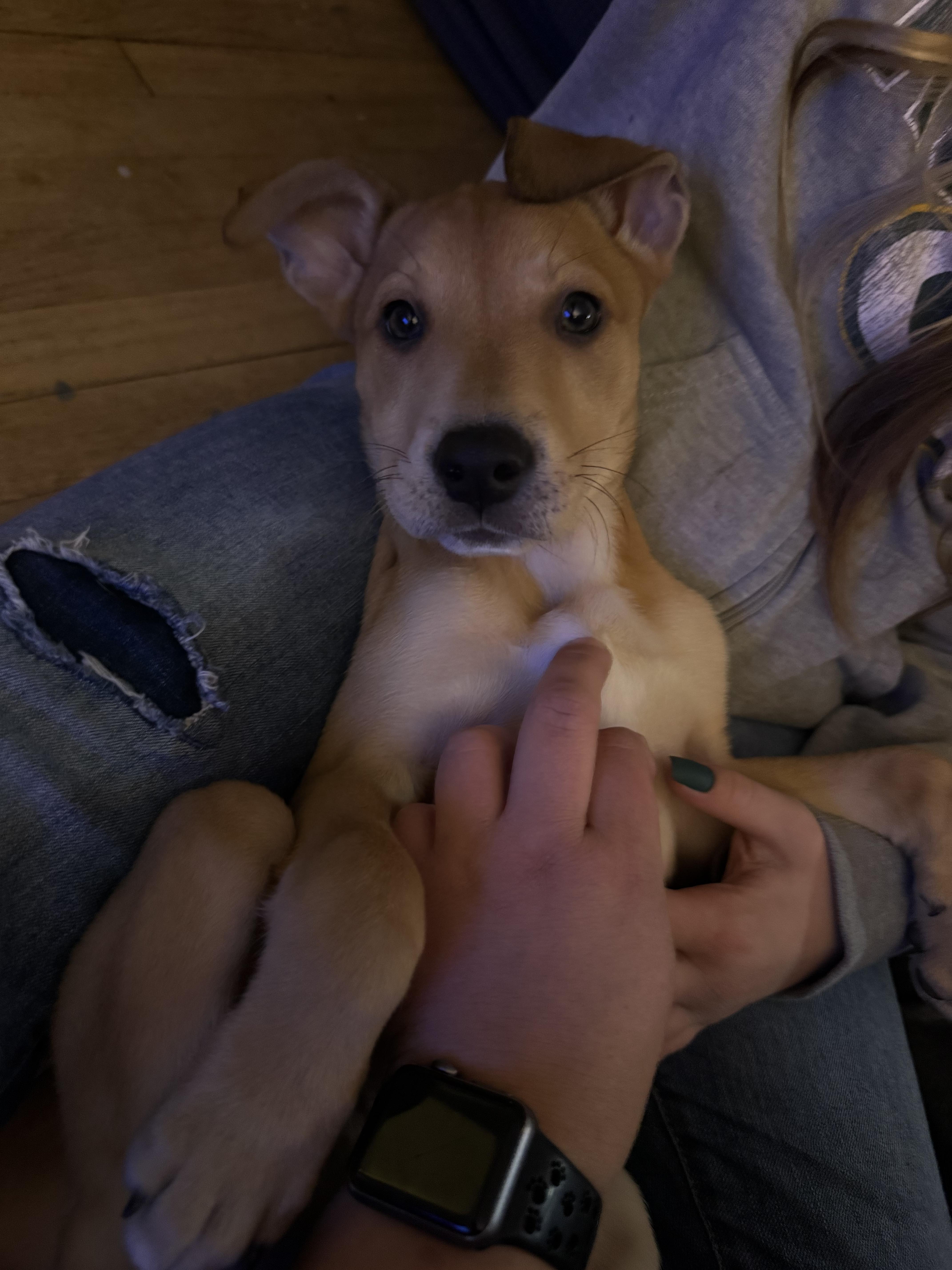 Enlarge Daiquiri, a Adoptable Mixed Breed in Kenosha, WI image 4/4