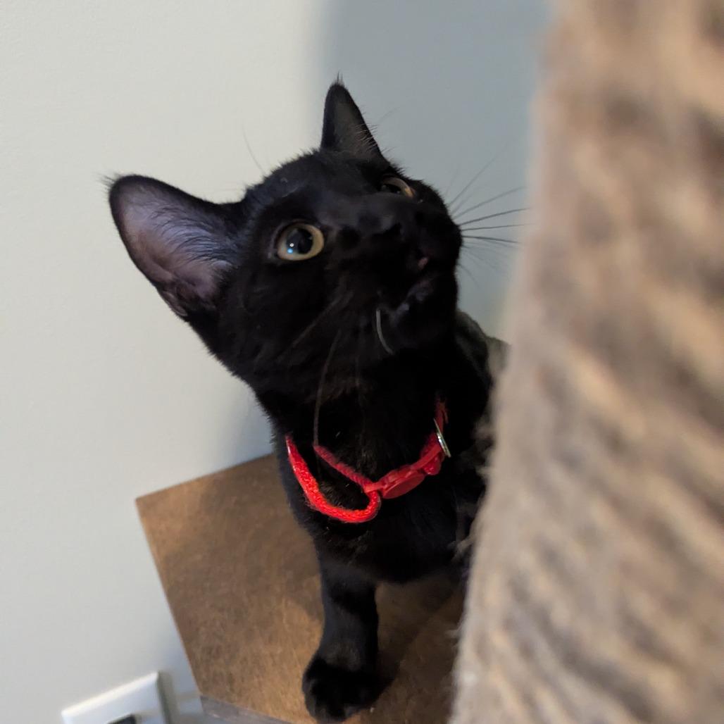 Astrid, Adoptable, Young Male Domestic Short Hair.