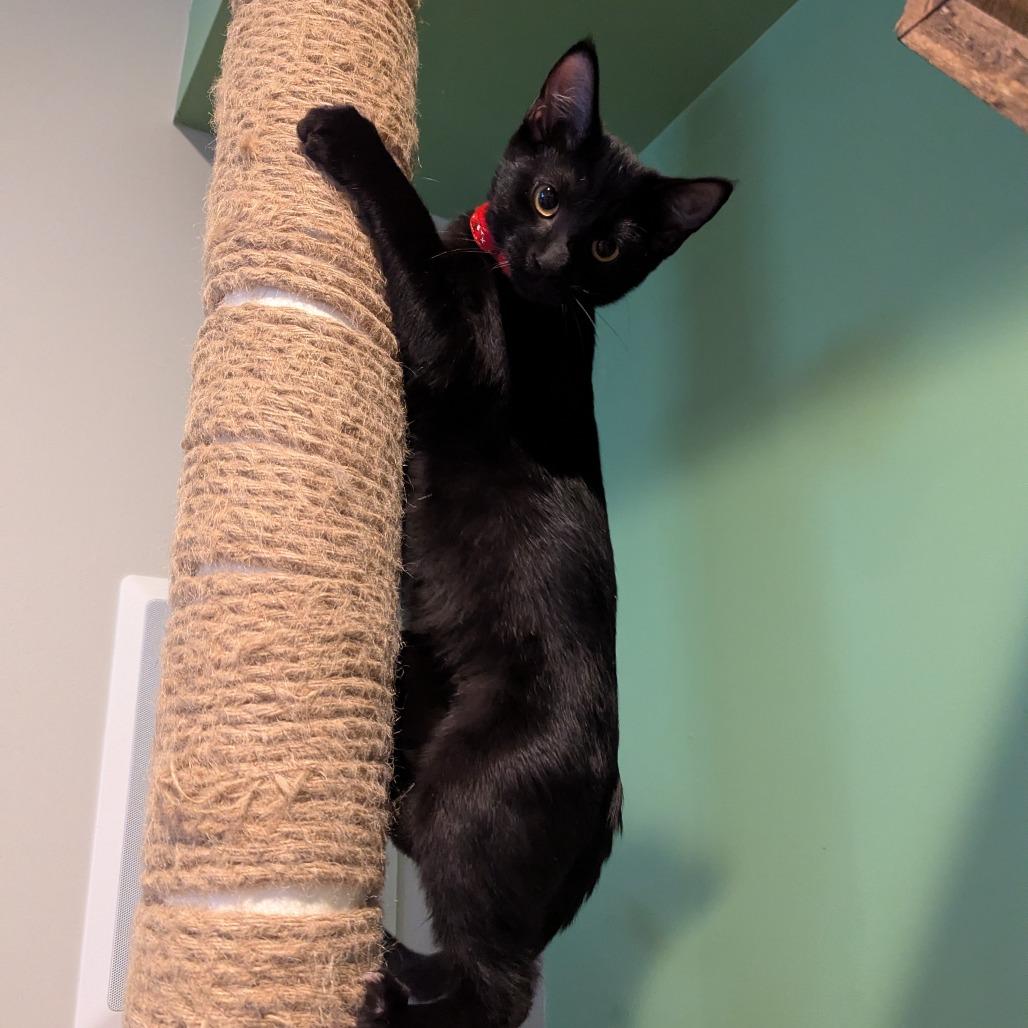 Enlarge Astrid, a Adoptable Domestic Short Hair in La Grange, KY image 2/2