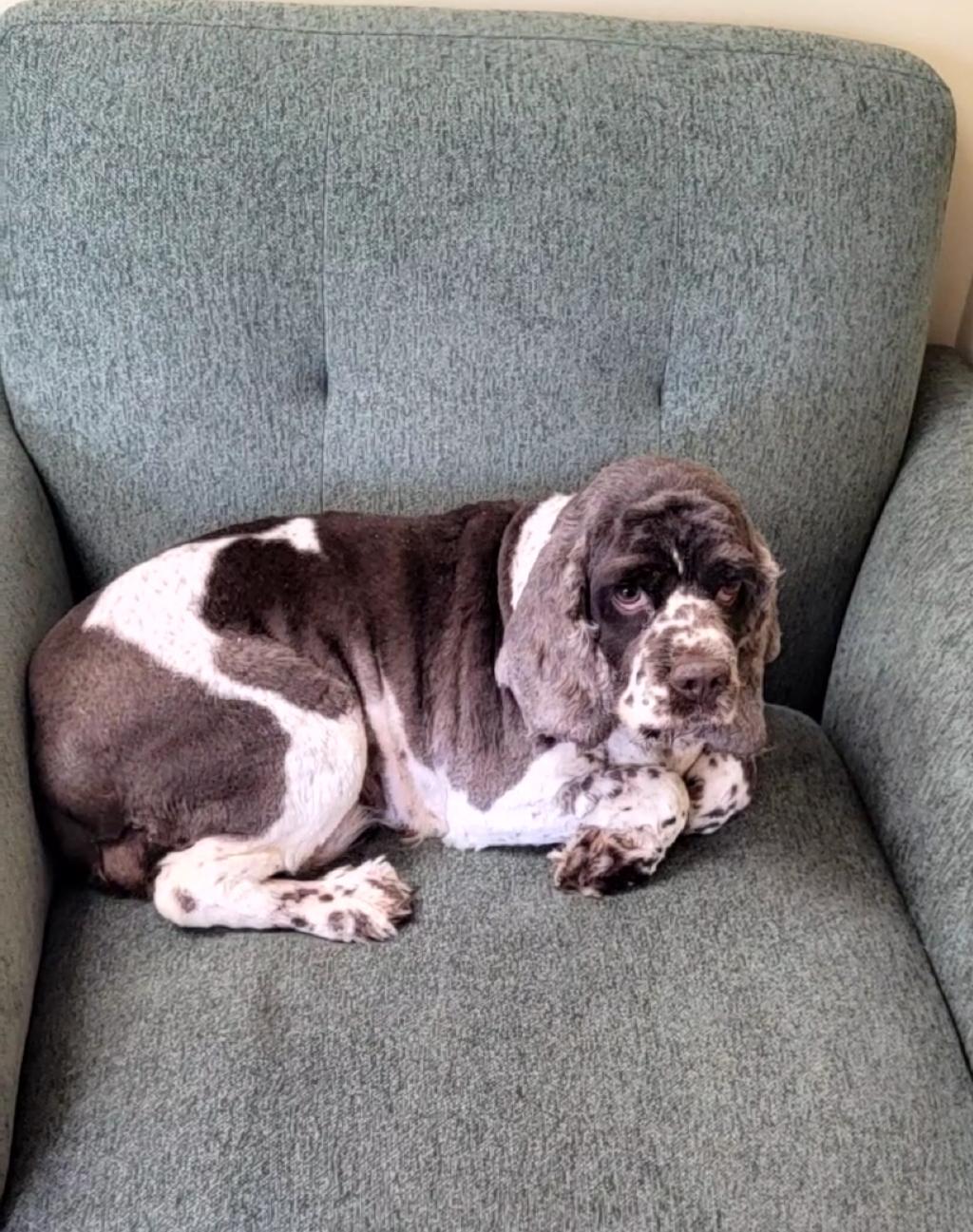 Snow Cap, Adoptable, Adult Female Cocker Spaniel & English Cocker Spaniel.