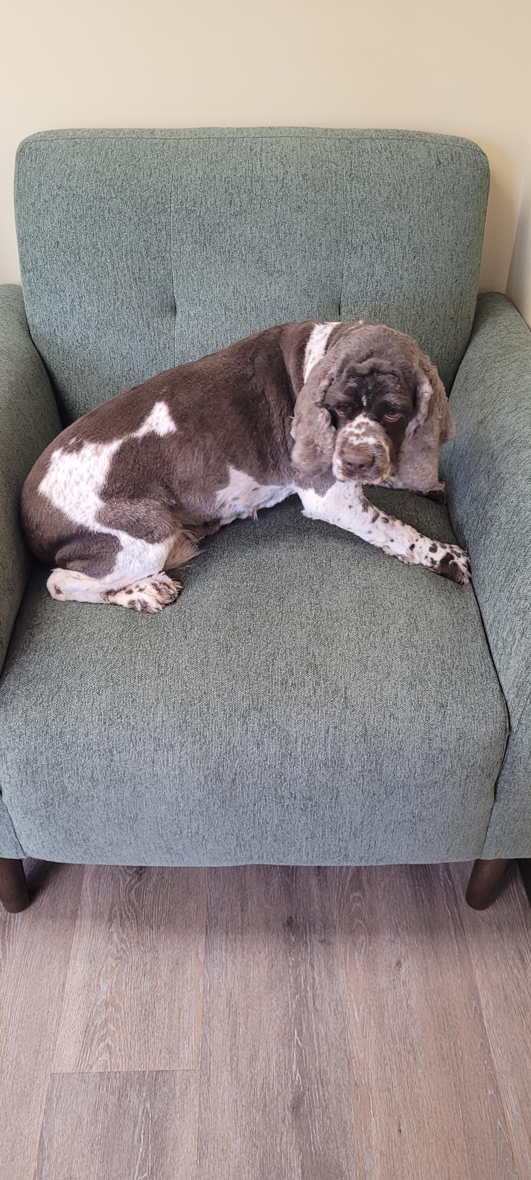 Snow Cap, a Adoptable mixed breed in Woodsfield, OH image 2/4