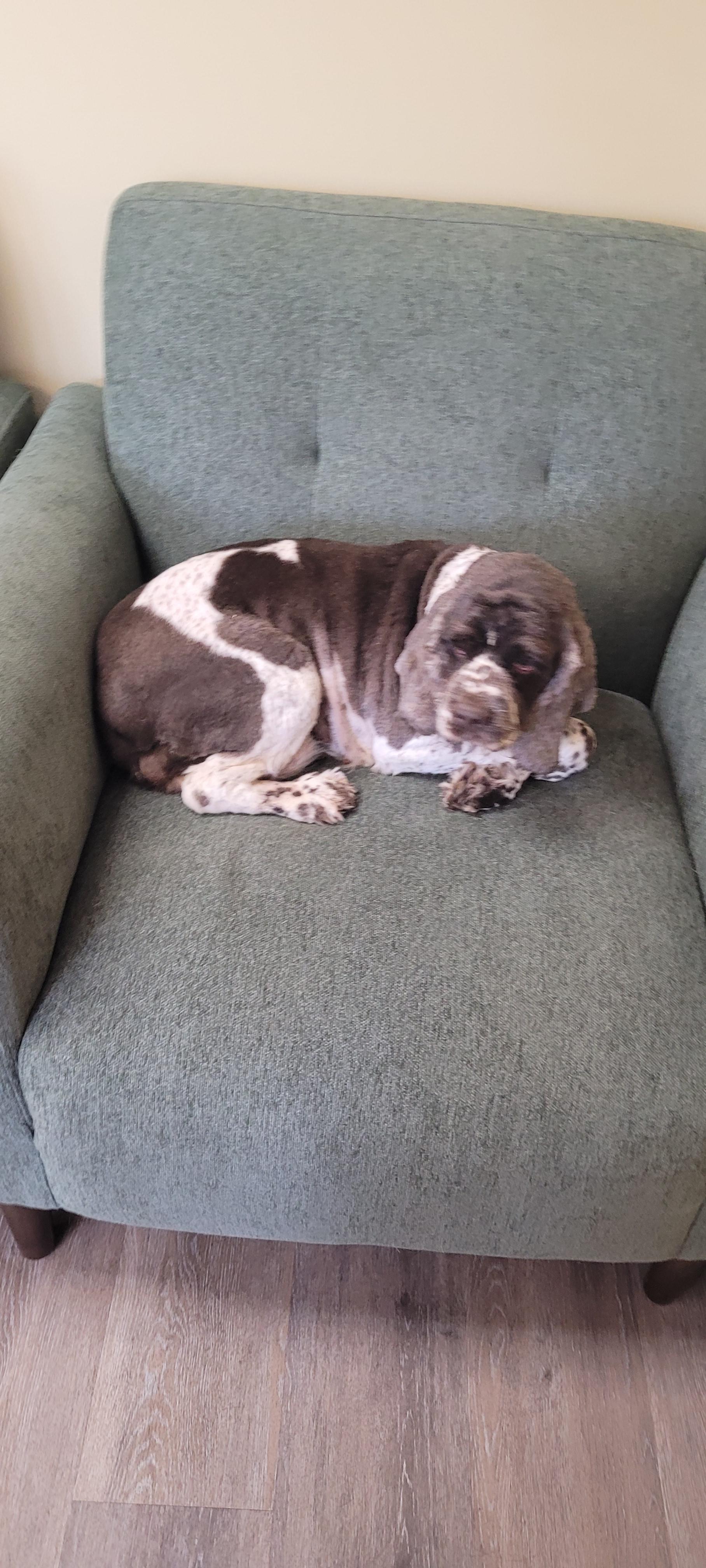 Snow Cap, a Adoptable mixed breed in Woodsfield, OH image 3/4