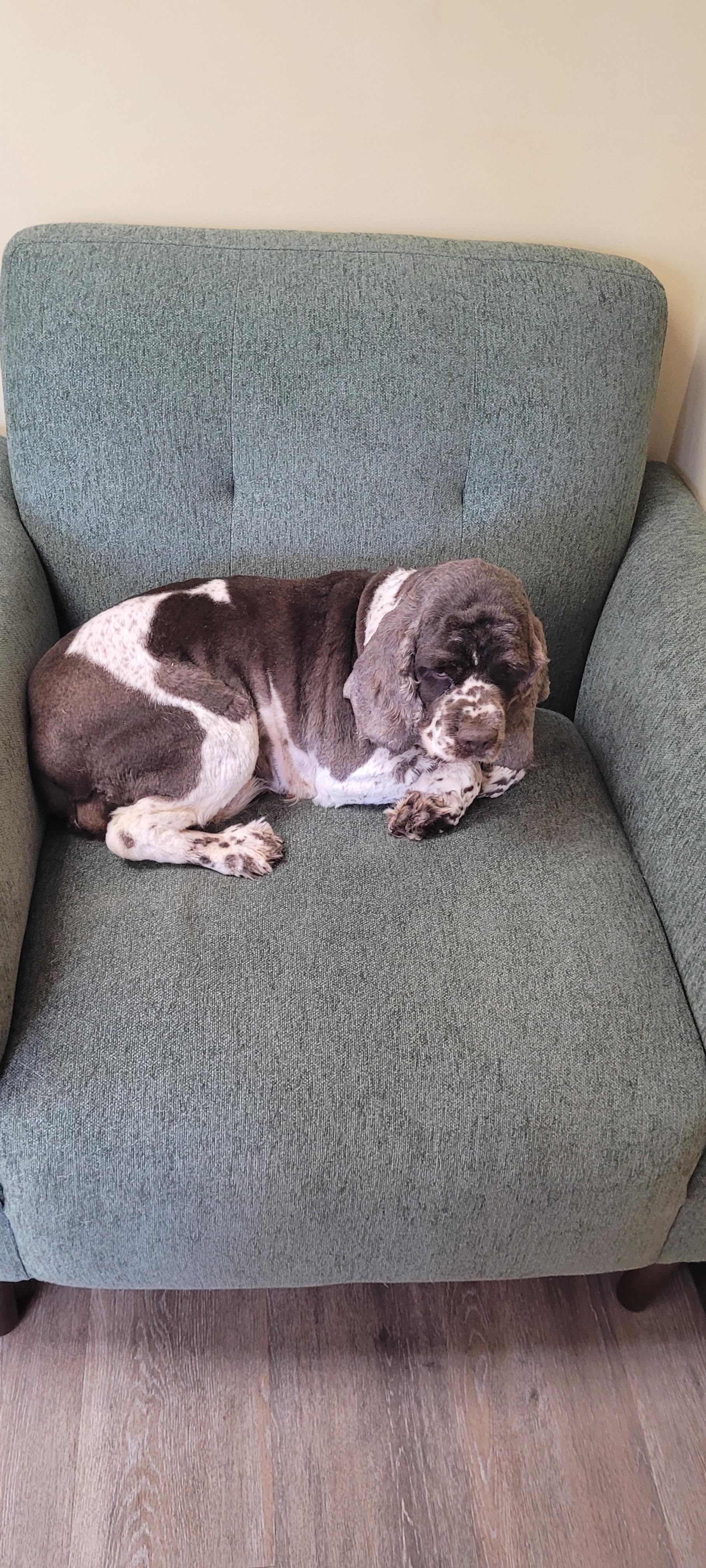 Snow Cap, a Adoptable mixed breed in Woodsfield, OH image 4/4