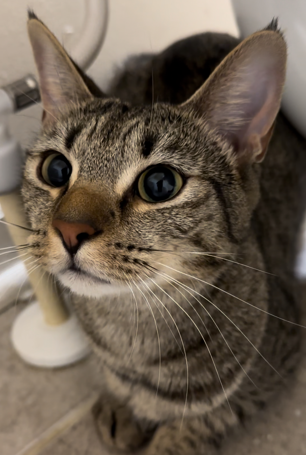 Cat for adoption Ella, a Domestic Short Hair in Woodstock, GA Petfinder