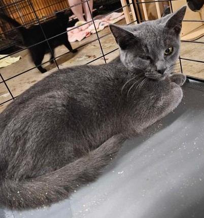 Lightning, Adopted, Young Female Domestic Short Hair.