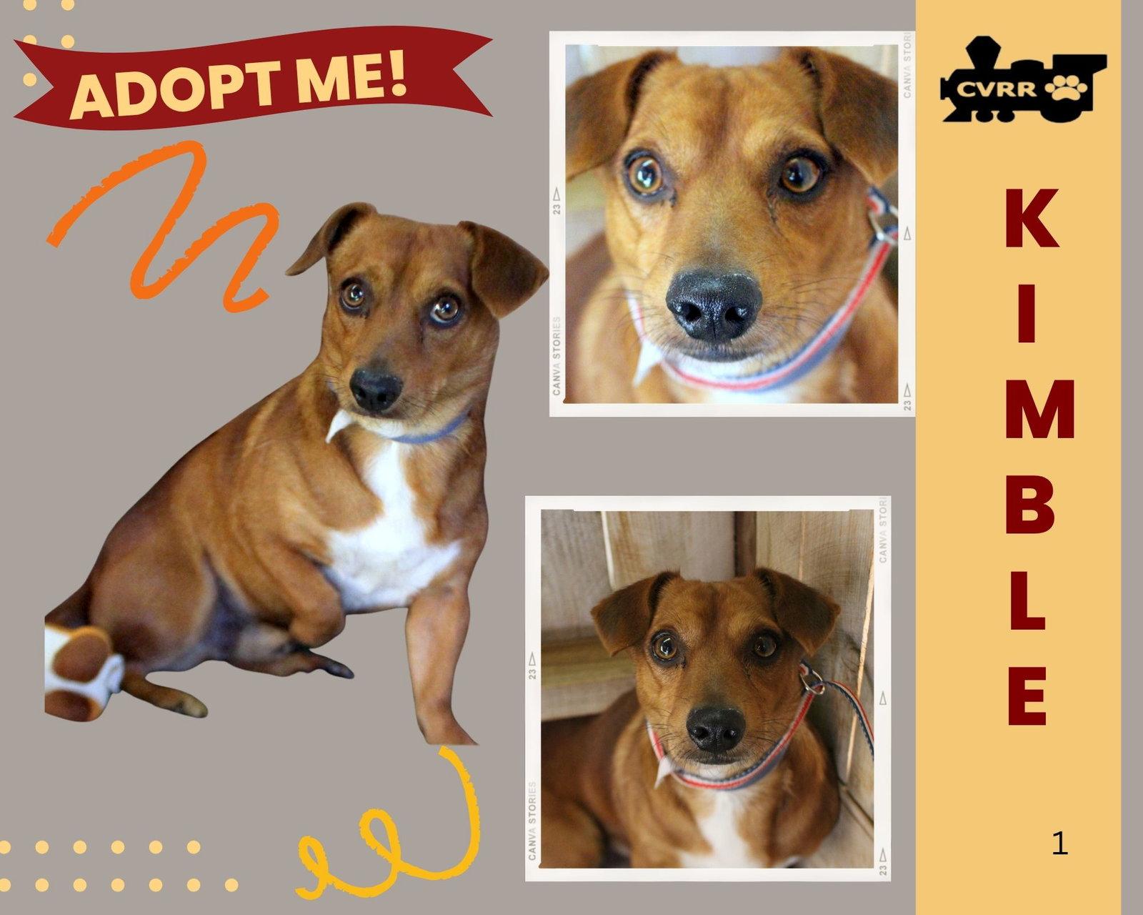 Enlarge Kimble, a Adoptable Dachshund in LINDSAY, CA image 1/1