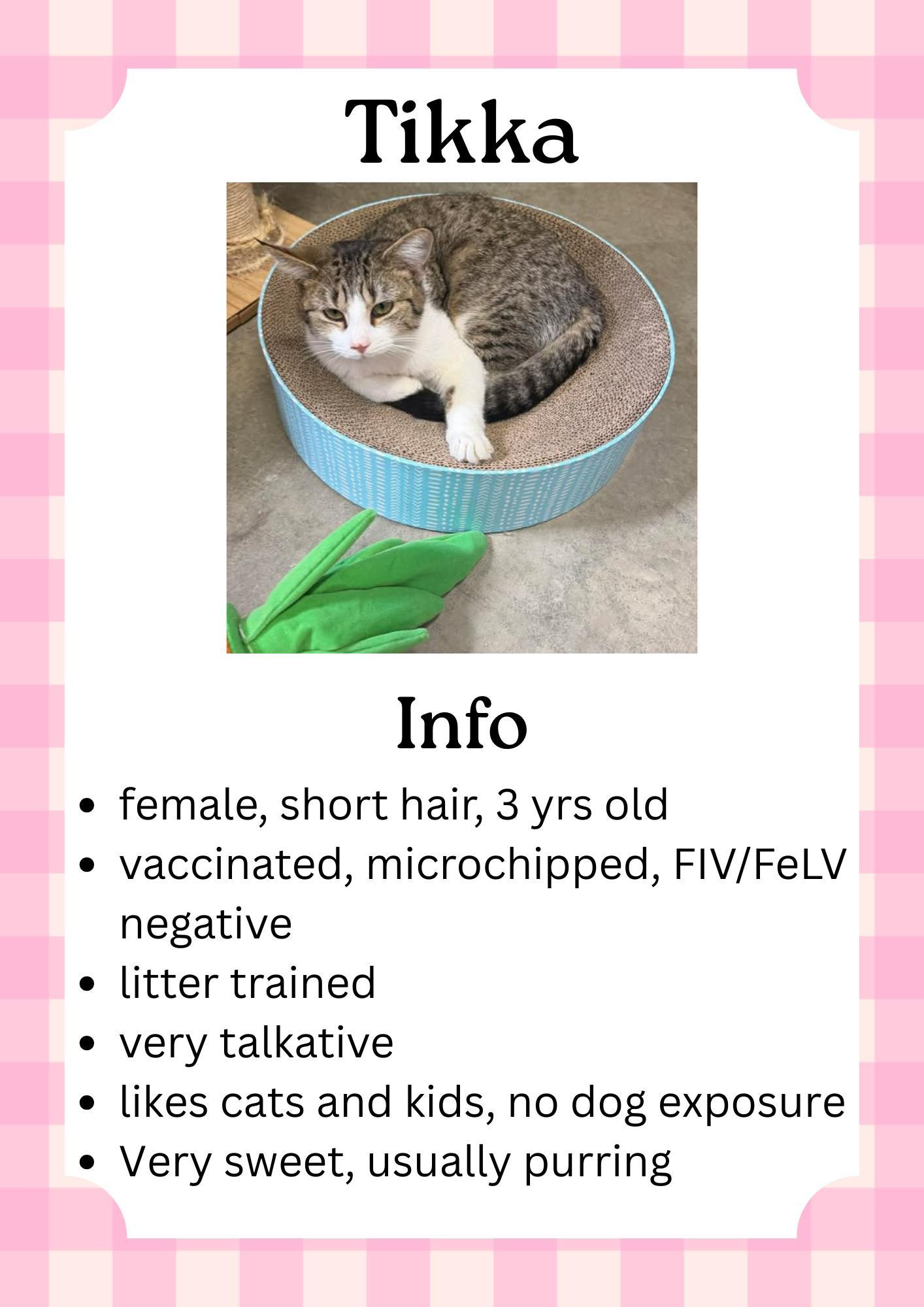 Tikka, ADOPTABLE, Young Female Domestic Short Hair.