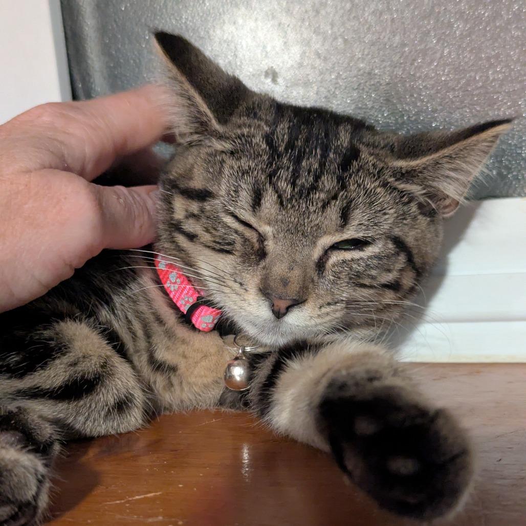 Enlarge Cat Benatar, a Adoptable mixed breed in Johnstown, PA image 3/5