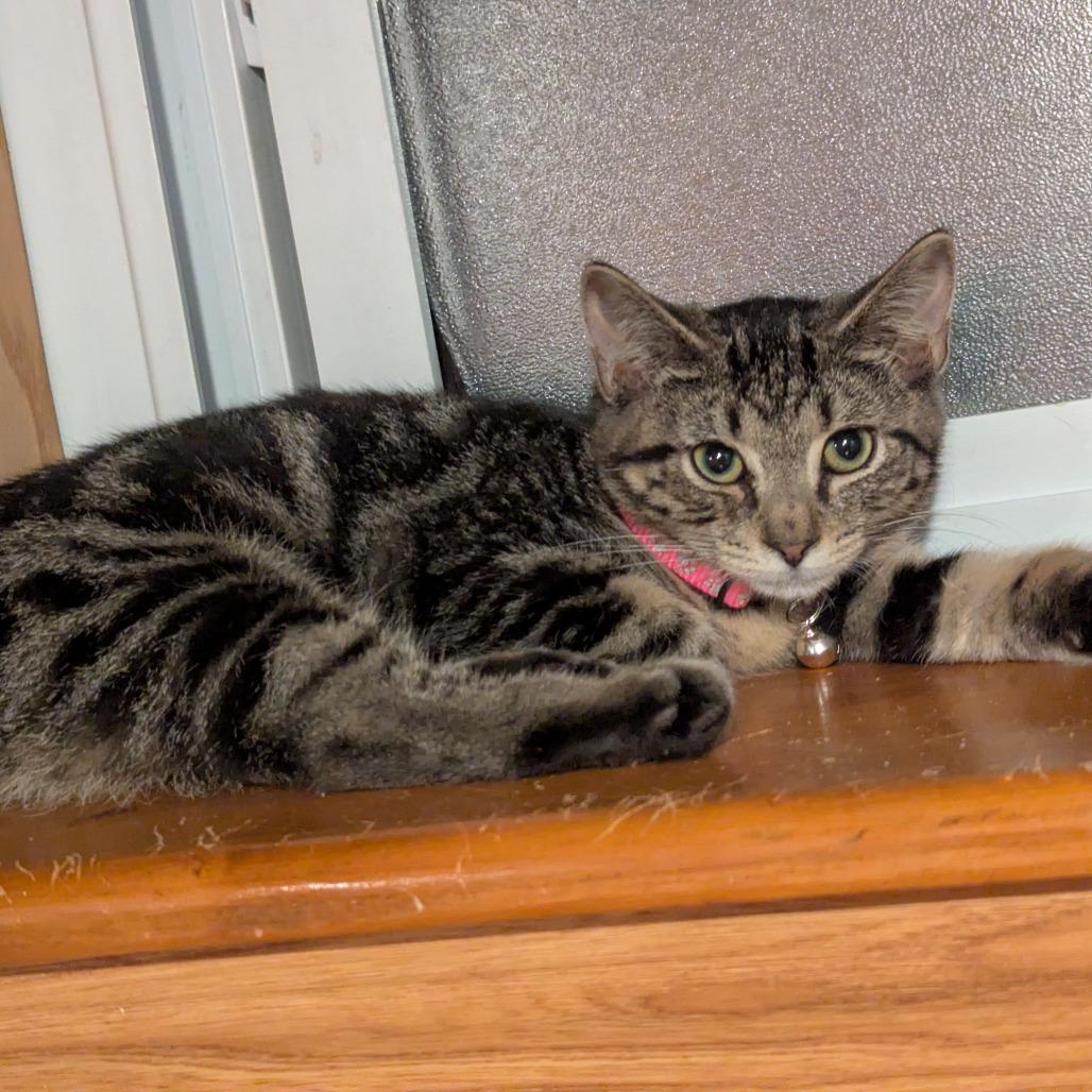 Enlarge Cat Benatar, a Adoptable mixed breed in Johnstown, PA image 5/5