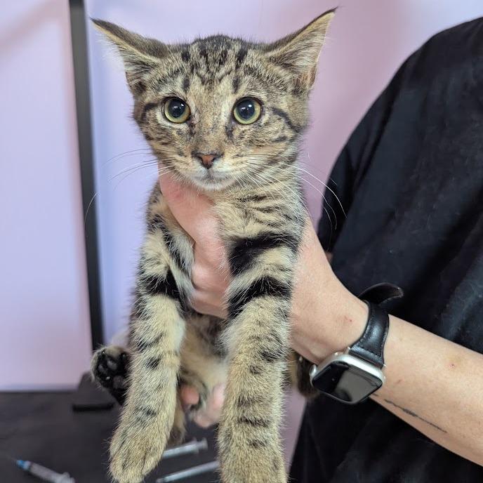 Cat Benatar, Adoptable, Kitten Female Domestic Short Hair & Manx.