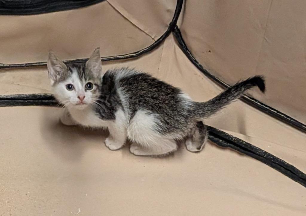 Petite Four, Adoptable, Kitten Female American Shorthair.