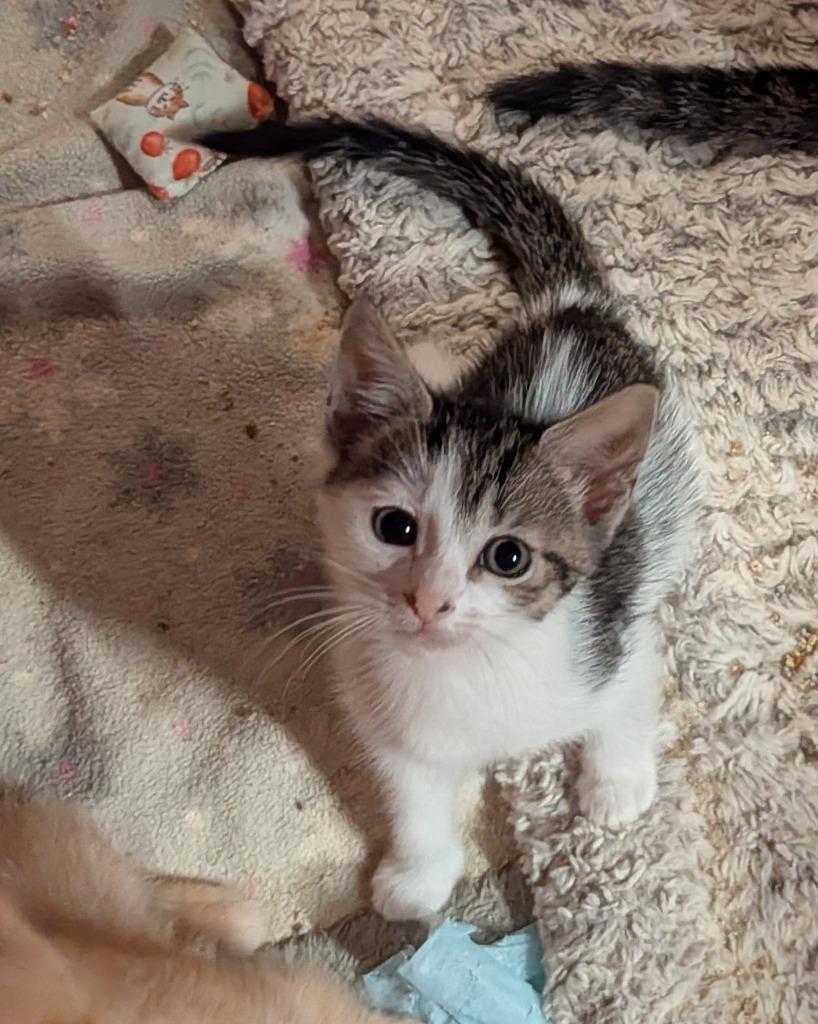 Enlarge Petite Four, a Adoptable American Shorthair in Hagaman, NY image 2/6