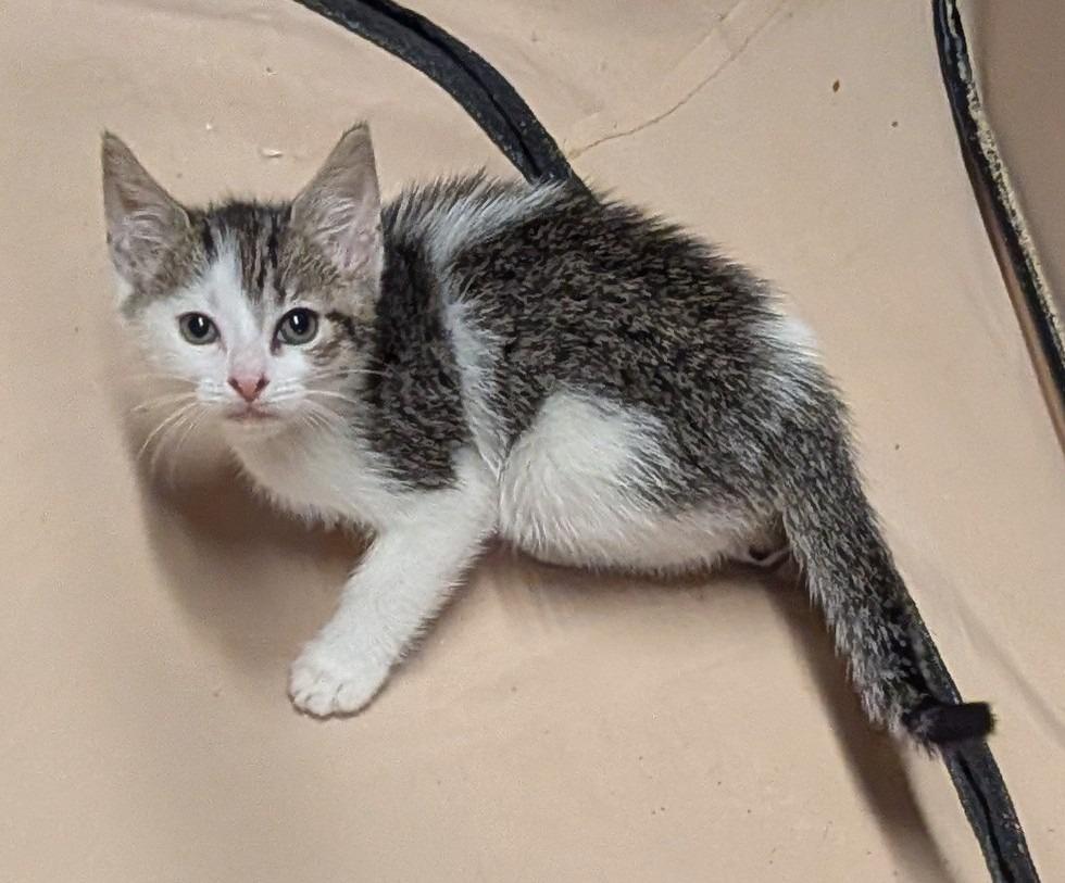 Enlarge Petite Four, a Adoptable American Shorthair in Hagaman, NY image 3/6