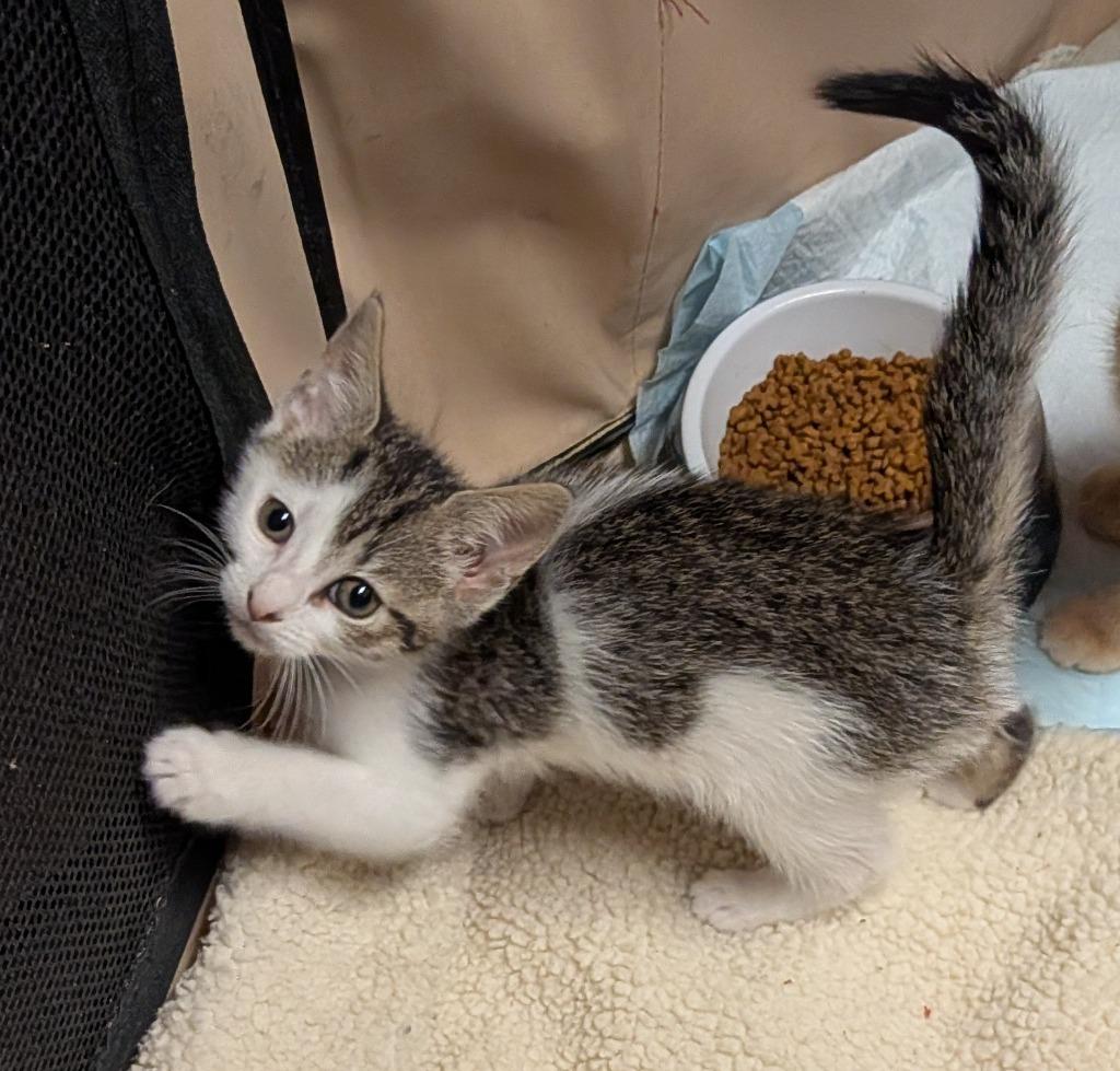 Enlarge Petite Four, a Adoptable American Shorthair in Hagaman, NY image 4/6