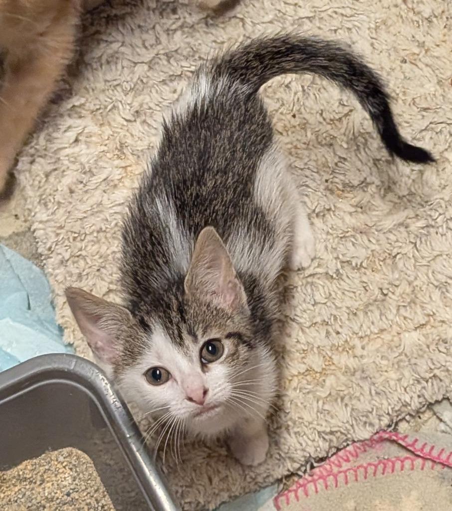 Enlarge Petite Four, a Adoptable American Shorthair in Hagaman, NY image 5/6