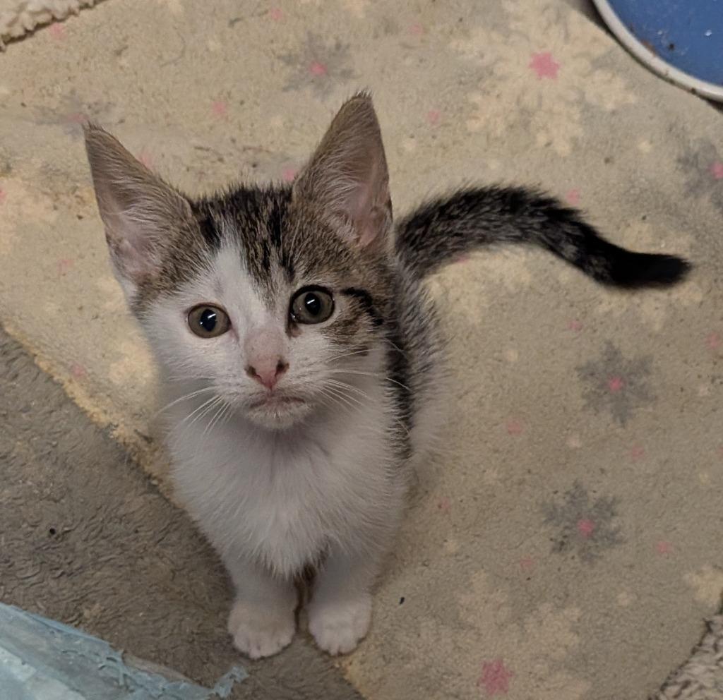 Enlarge Petite Four, a Adoptable American Shorthair in Hagaman, NY image 6/6