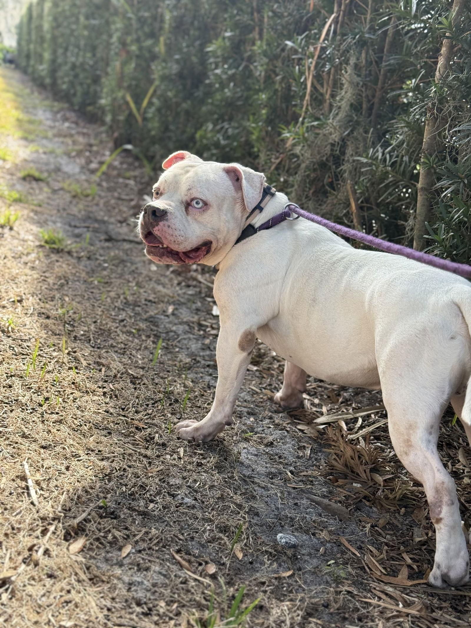 Enlarge Jasper  FH, a Adoptable mixed breed in Sanford, FL image 1/3