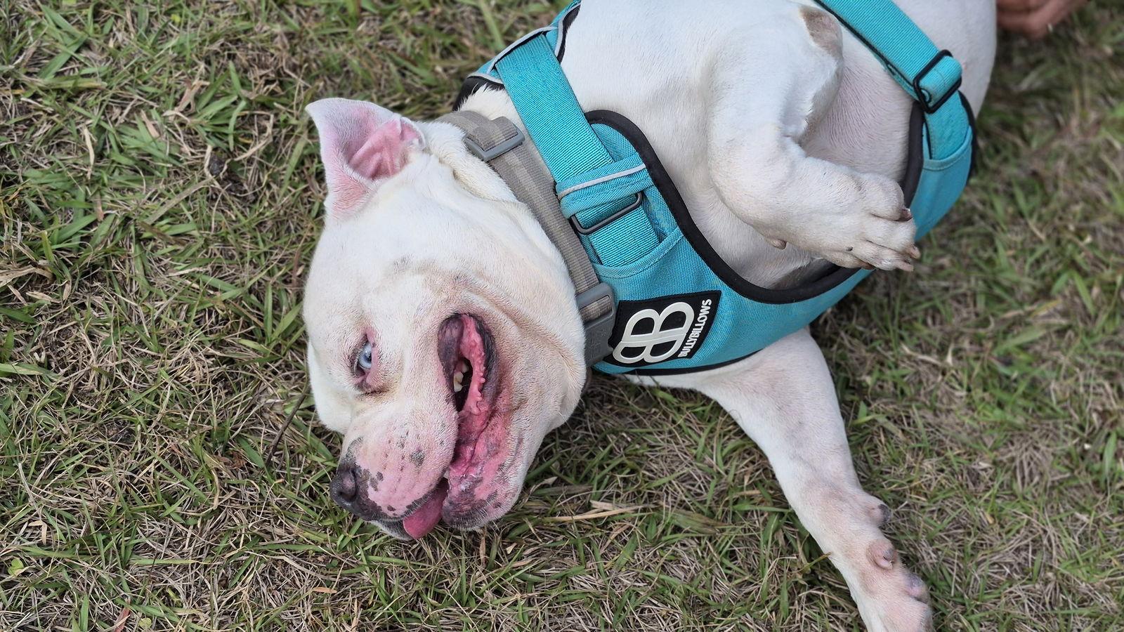 Jasper, Adoptable, Adult Male American Bulldog & American Bulldog.