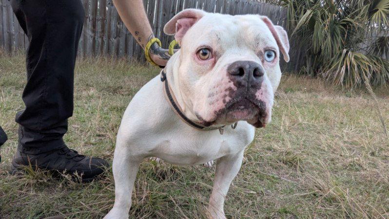 Enlarge Jasper  FH, a Adoptable mixed breed in Sanford, FL image 2/3