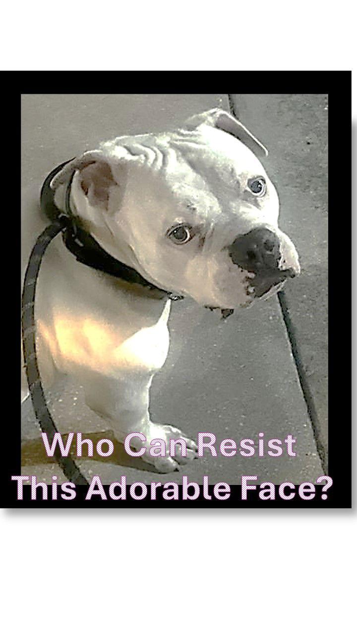 Enlarge Jasper  FH, a Adoptable mixed breed in Sanford, FL image 3/3