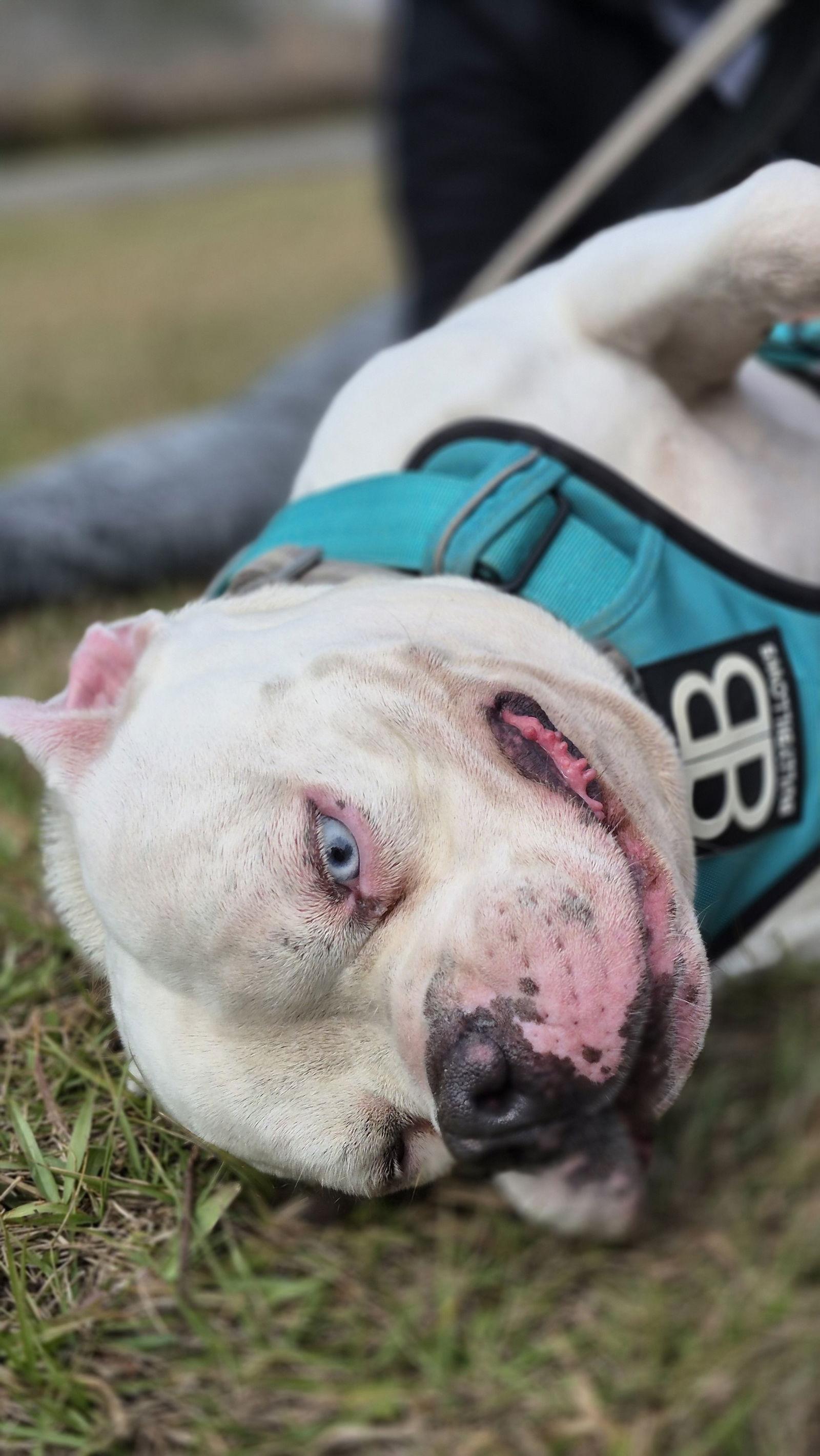 Jasper, a Adoptable mixed breed in Sanford, FL image 2/3