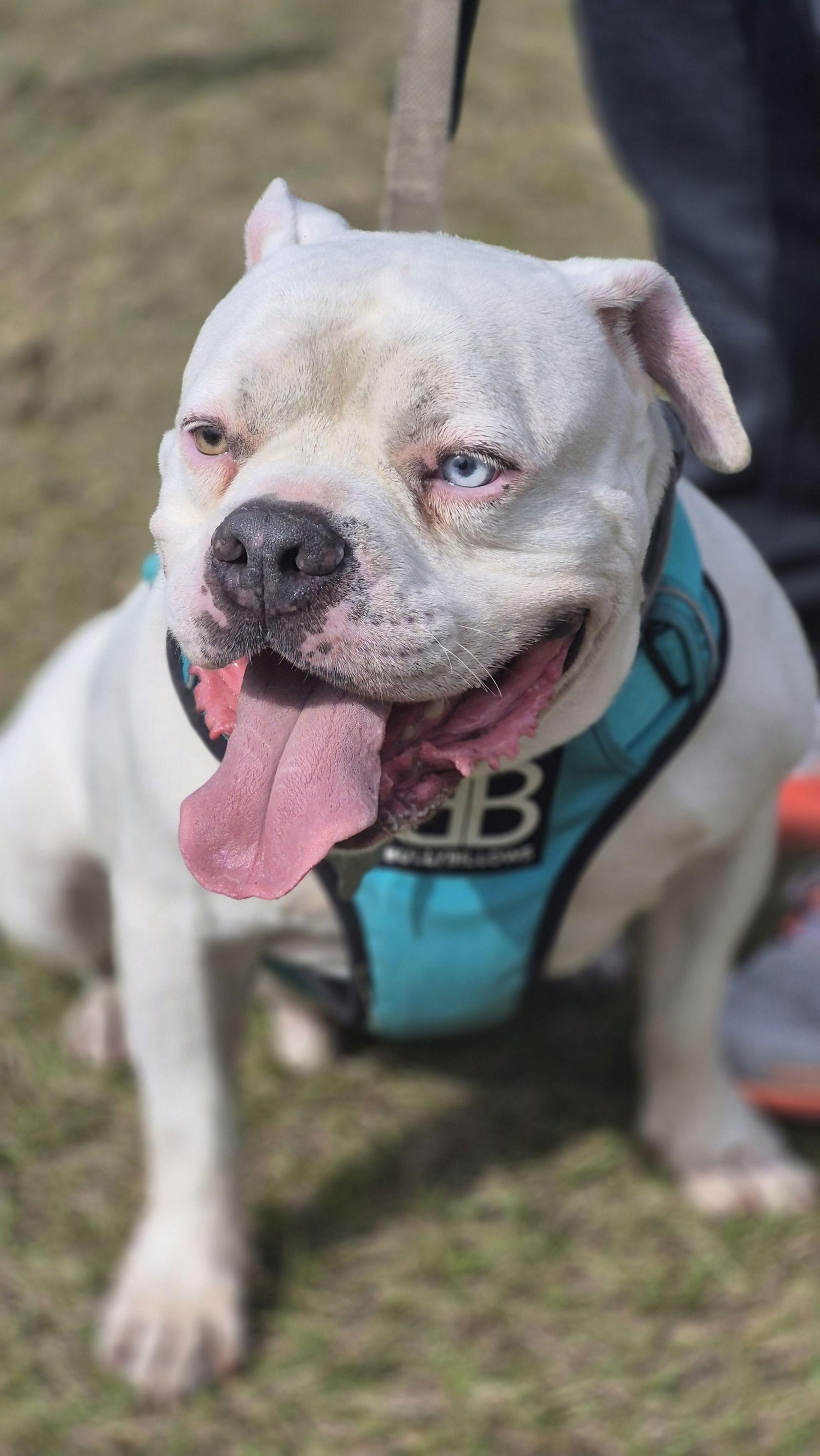 Jasper, a Adoptable mixed breed in Sanford, FL image 3/3