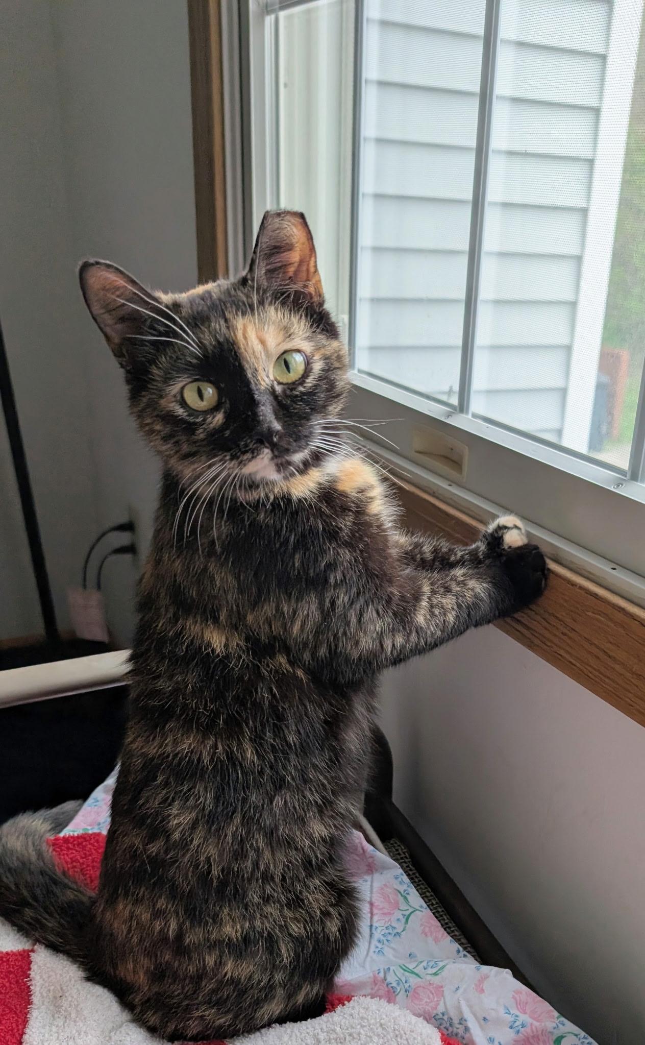 Enlarge Rainbow, a ADOPTABLE Domestic Short Hair in Solon, OH image 3/6