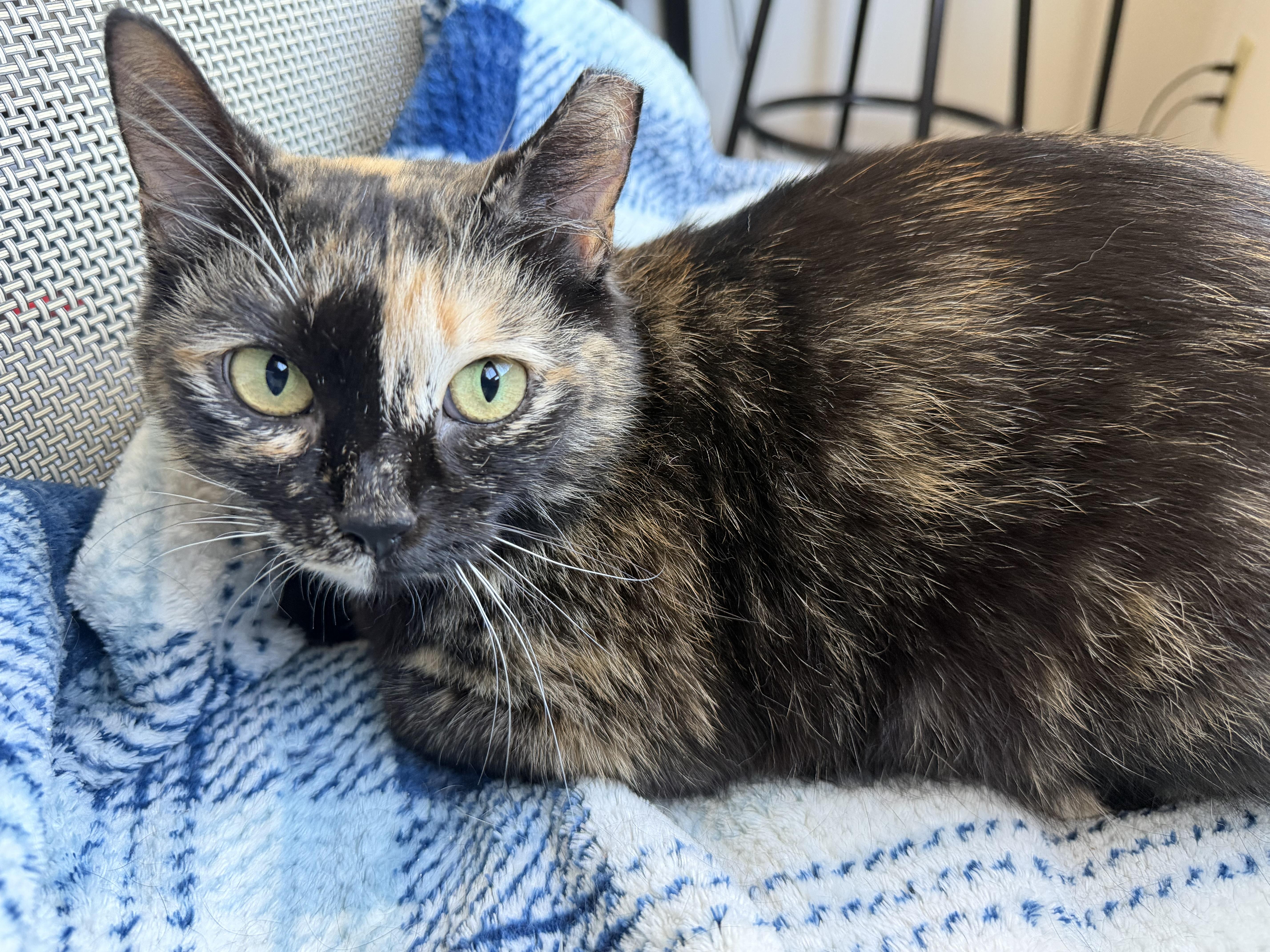 Enlarge Rainbow, a ADOPTABLE Domestic Short Hair in Solon, OH image 1/6