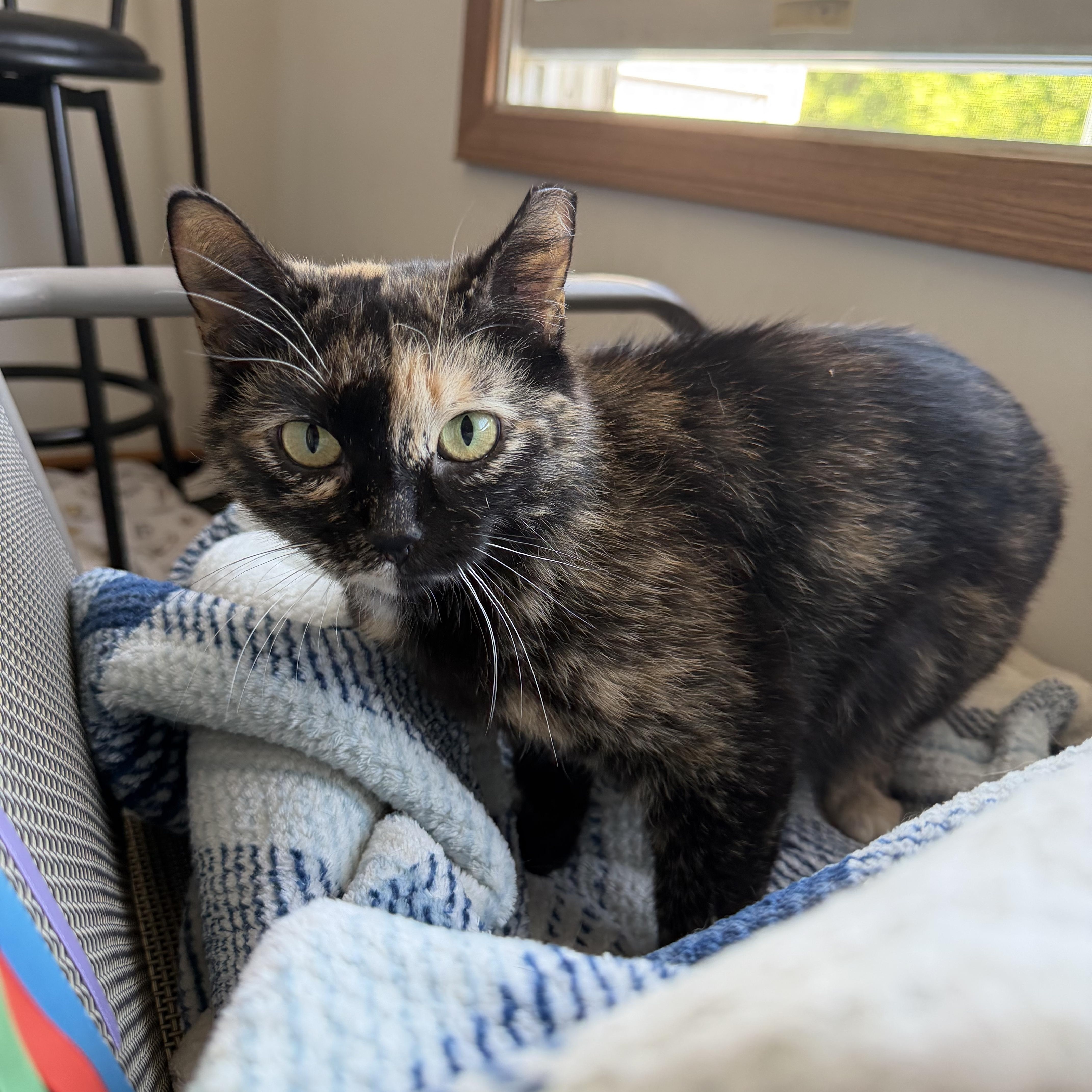 Enlarge Rainbow, a ADOPTABLE Domestic Short Hair in Solon, OH image 2/6