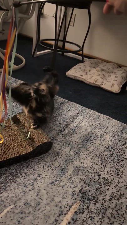 Enlarge Rainbow, a ADOPTABLE Domestic Short Hair in Solon, OH video 6/6