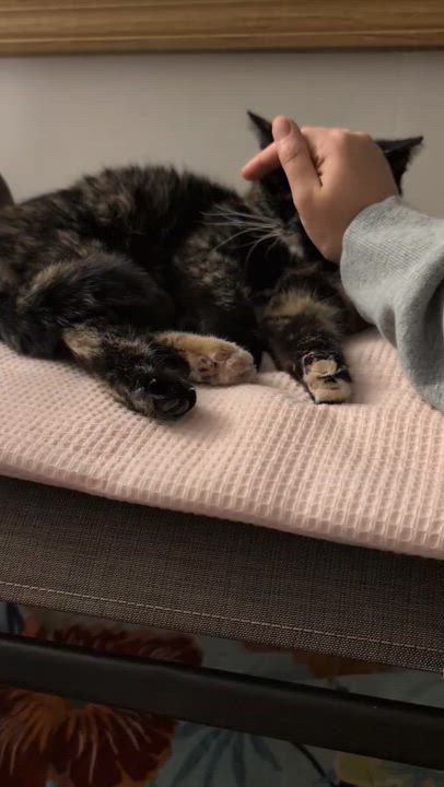 Enlarge Rainbow, a ADOPTABLE Domestic Short Hair in Solon, OH video 5/6