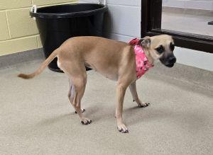 Enlarge Sassy, a ADOPTABLE mixed breed in Bucyrus, OH image 5/5