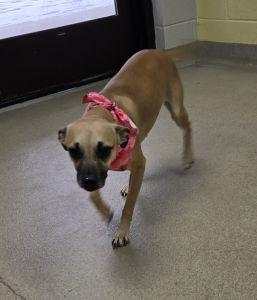 Enlarge Sassy, a ADOPTABLE mixed breed in Bucyrus, OH image 4/5