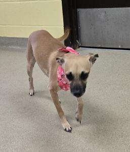 Enlarge Sassy, a ADOPTABLE mixed breed in Bucyrus, OH image 3/5