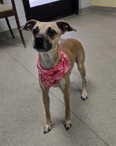 Enlarge Sassy, a ADOPTABLE mixed breed in Bucyrus, OH image 1/5