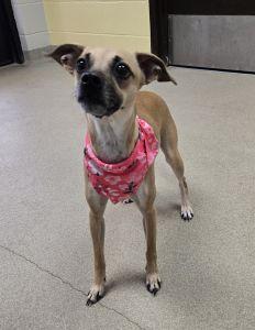 Enlarge Sassy, a ADOPTABLE mixed breed in Bucyrus, OH image 2/5