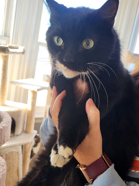 Munson, a Adoptable mixed breed in Allentown, PA image 2/4