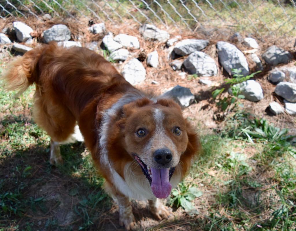 Jimmy, Adopted, Adult Male Australian Cattle Dog / Blue Heeler & Pit Bull Terrier.