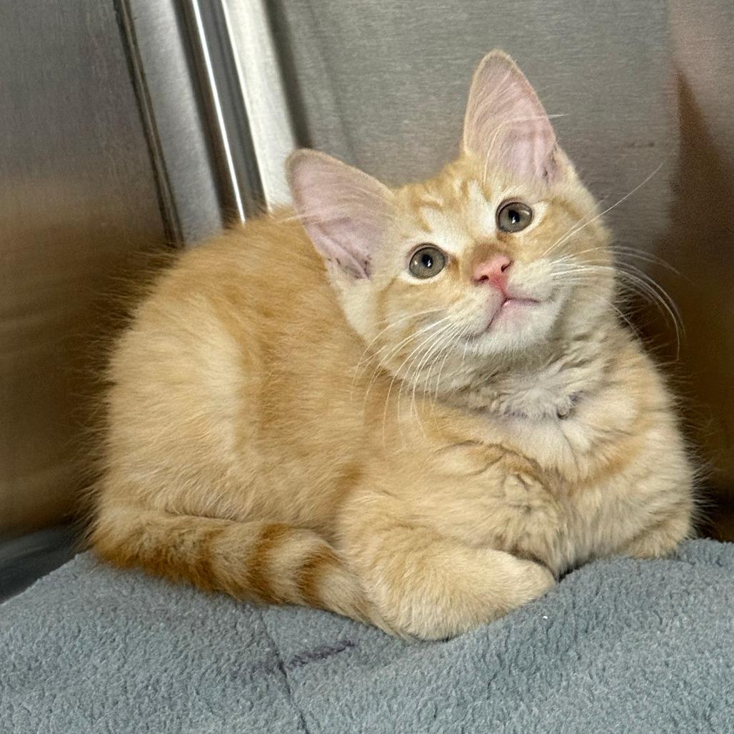 Hot Potato, adopted, Young Male Domestic Short Hair & Domestic Medium Hair.