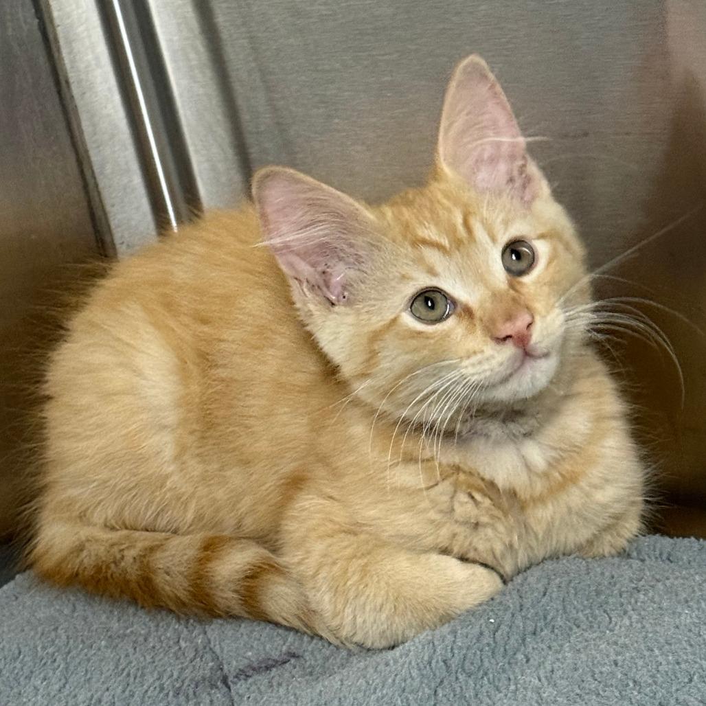 Enlarge Hot Potato, an adopted mixed breed in Parkland, FL image 2/2