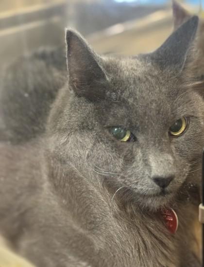 Ghost- BONDED TO KERMIT