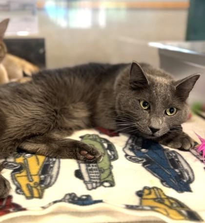 Ghost- BONDED TO KERMIT