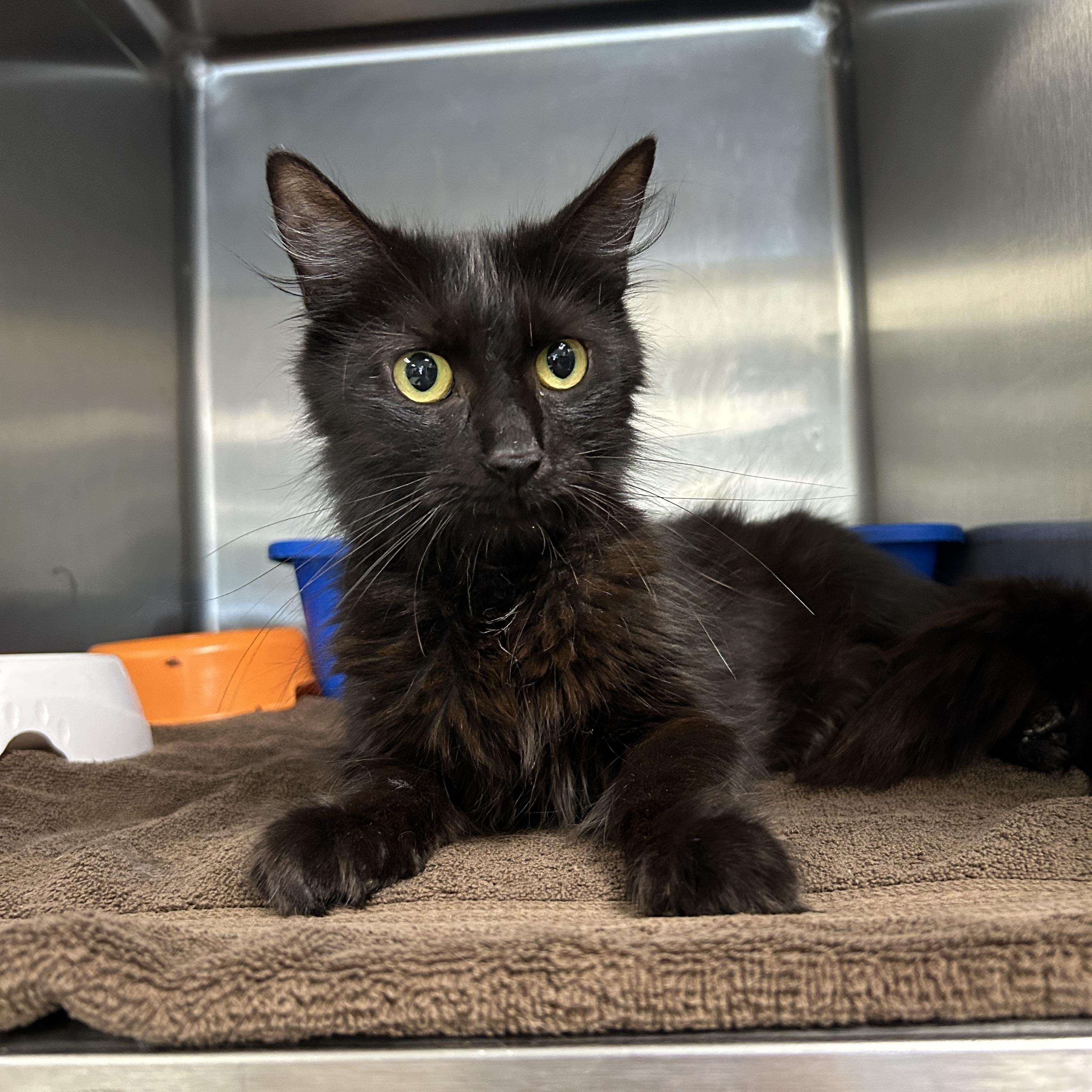 Taylor, ADOPTABLE, Adult Female Domestic Long Hair.