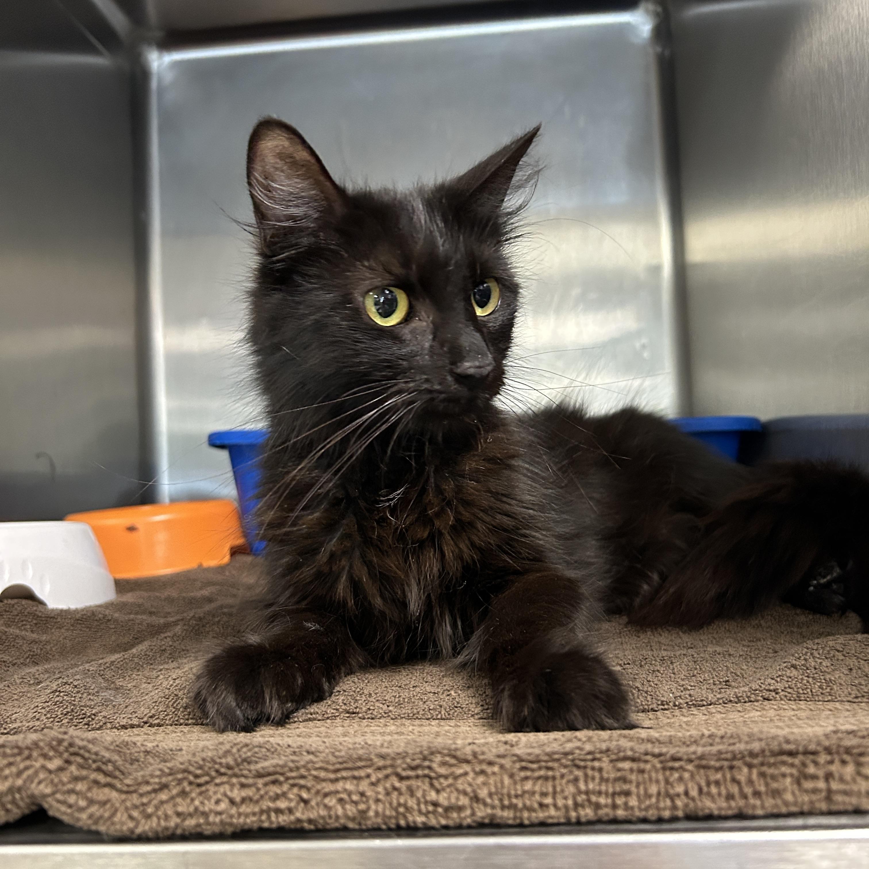 Taylor, a ADOPTABLE Domestic Long Hair in La Grange Park, IL image 3/3