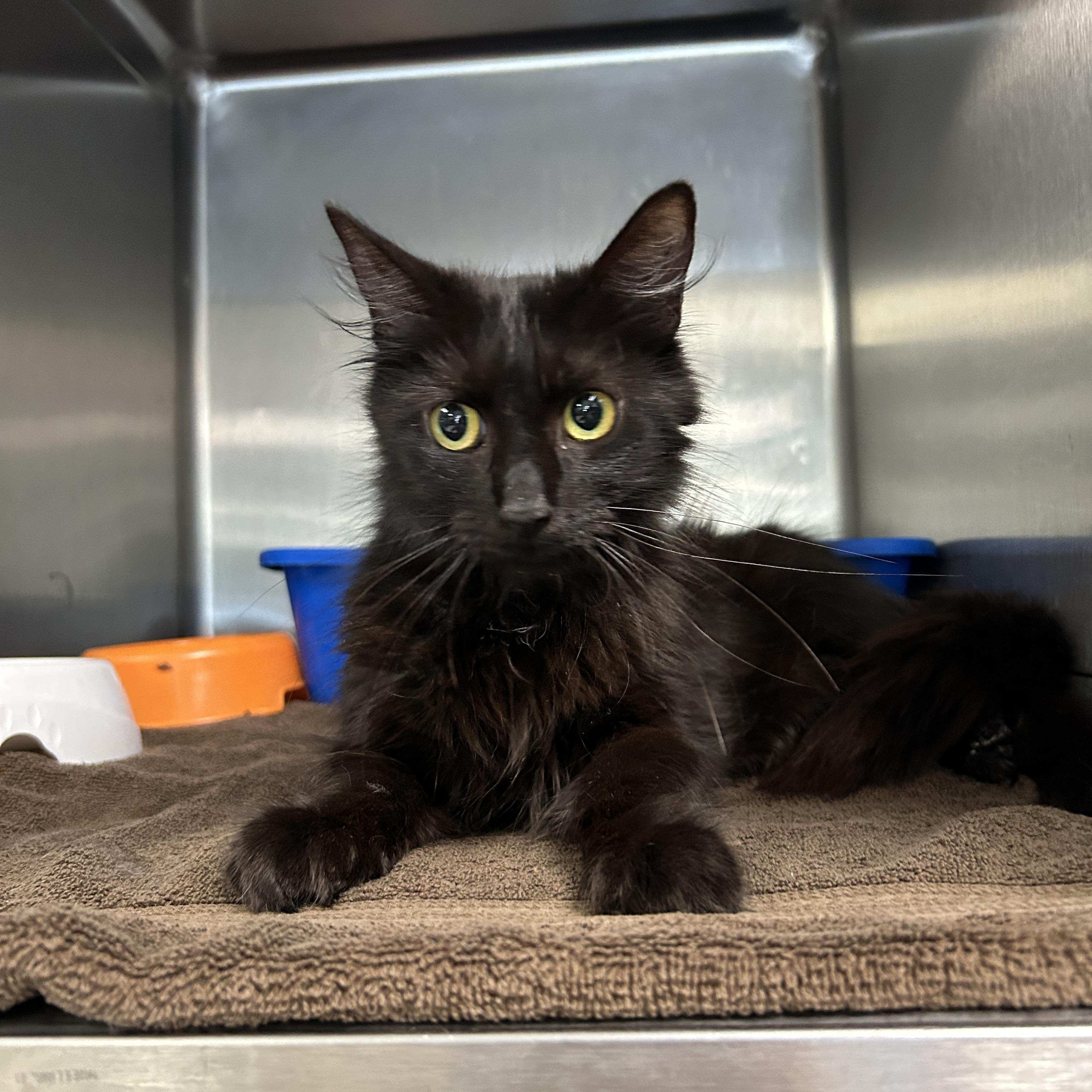 Taylor, a ADOPTABLE Domestic Long Hair in La Grange Park, IL image 2/3
