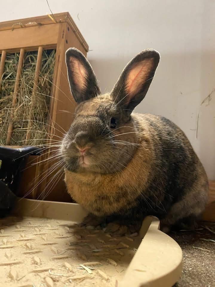 Enlarge Ramen Noodle , a ADOPTABLE New Zealand in St. Charles, MO image 2/6