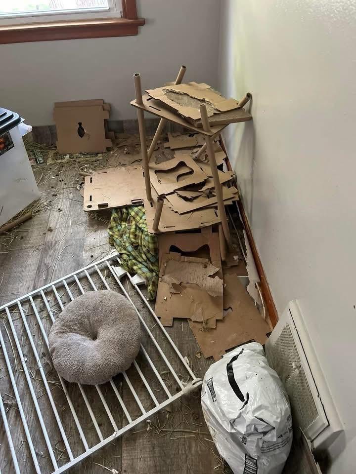 Enlarge Ramen Noodle , a ADOPTABLE New Zealand in St. Charles, MO image 6/6