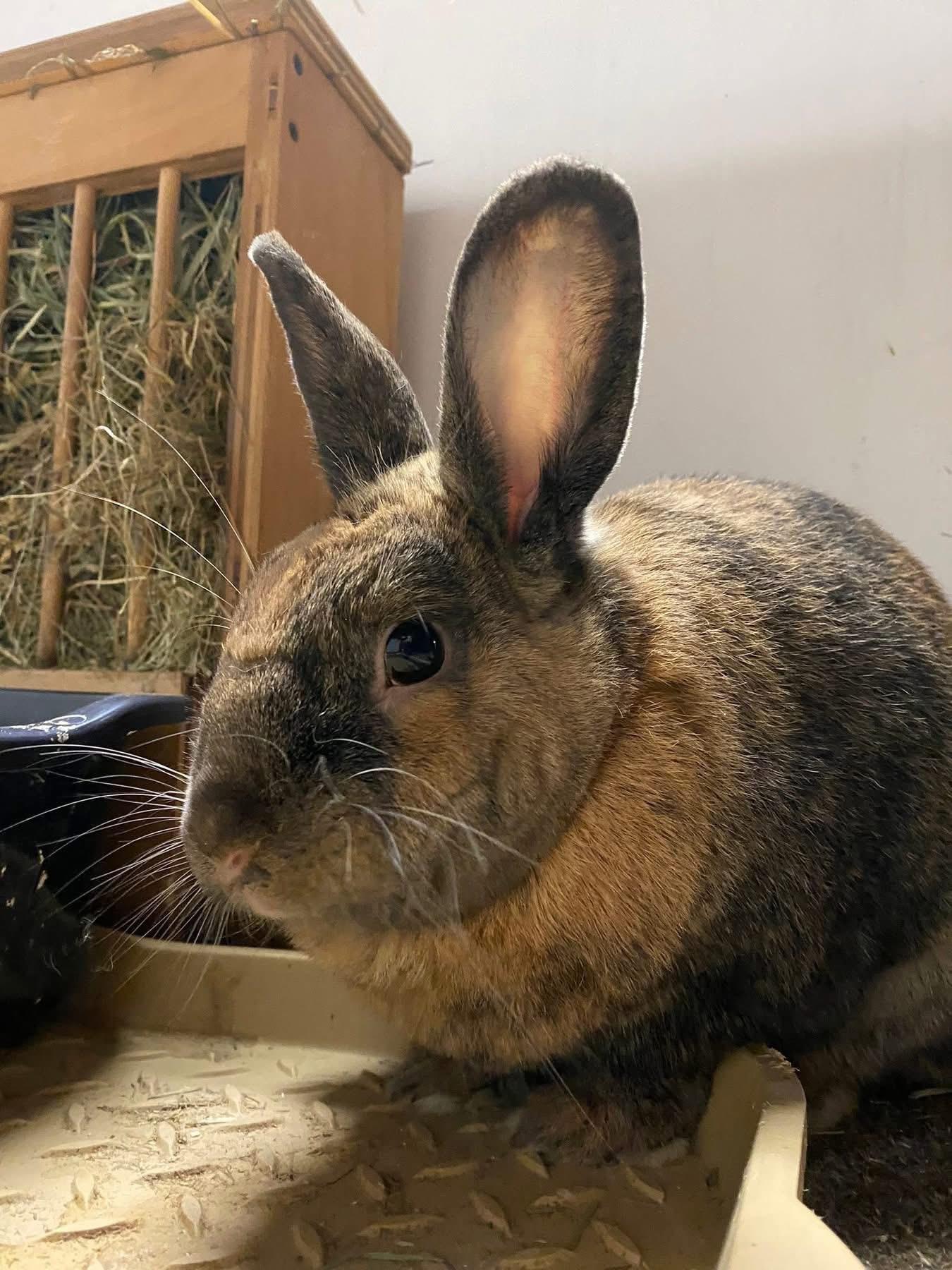 Enlarge Ramen Noodle , a ADOPTABLE New Zealand in St. Charles, MO image 4/6