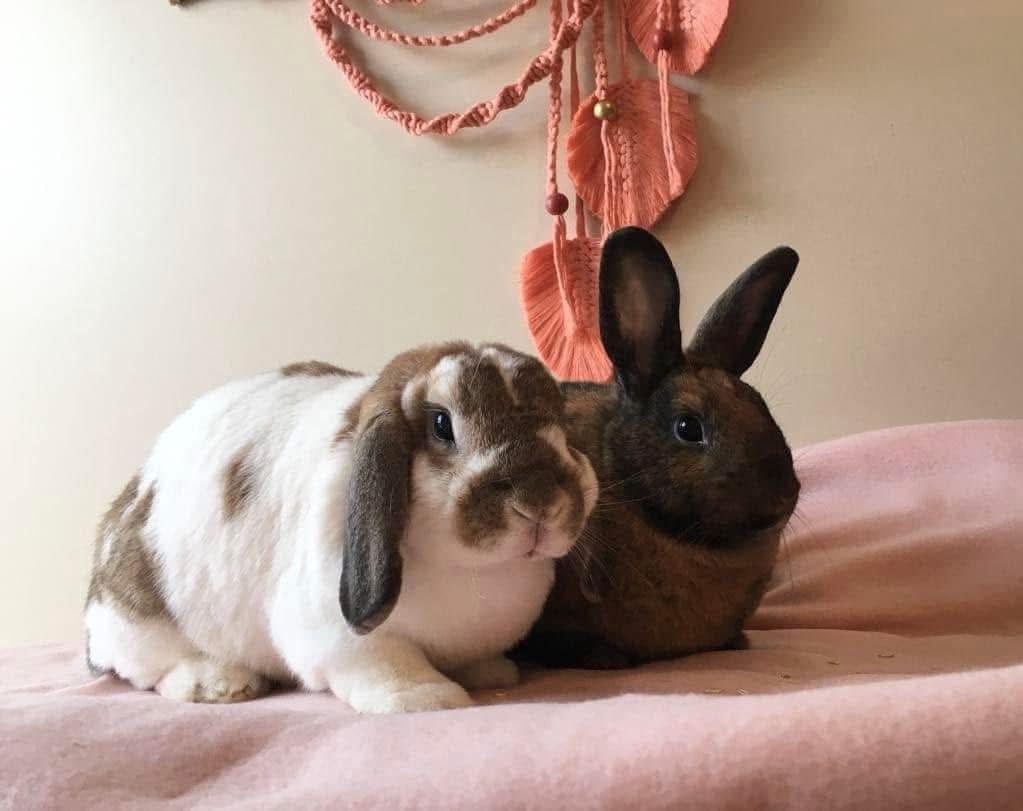 Enlarge Ramen Noodle , a ADOPTABLE New Zealand in St. Charles, MO image 3/6