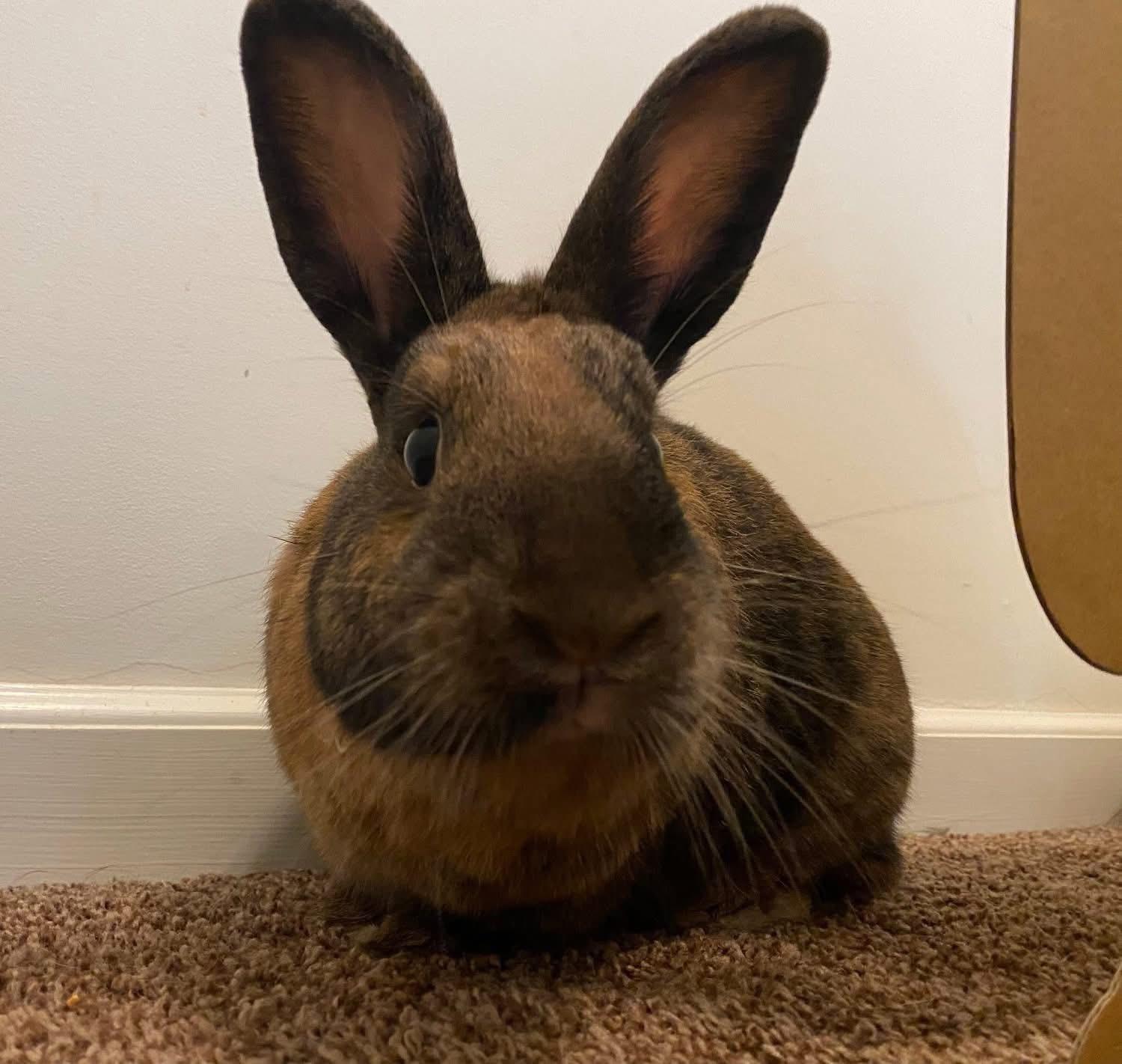 Enlarge Ramen Noodle , a ADOPTABLE New Zealand in St. Charles, MO image 1/6